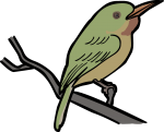 Broad billed Tody freehand drawings